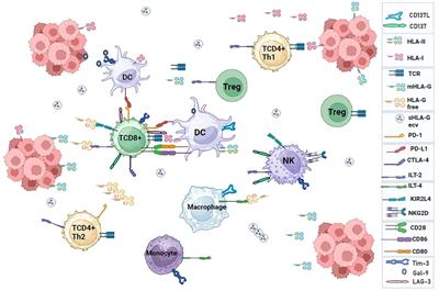 The role of immune checkpoints in antitumor response: a potential antitumor immunotherapy